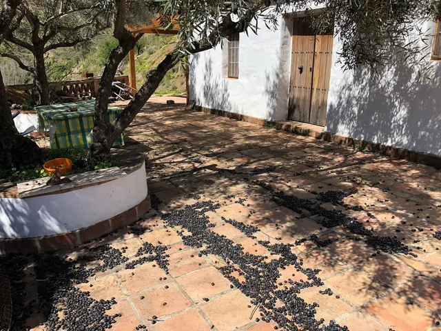 Finca rústica 1 habitación 48m² en venta - South of spain — 10
