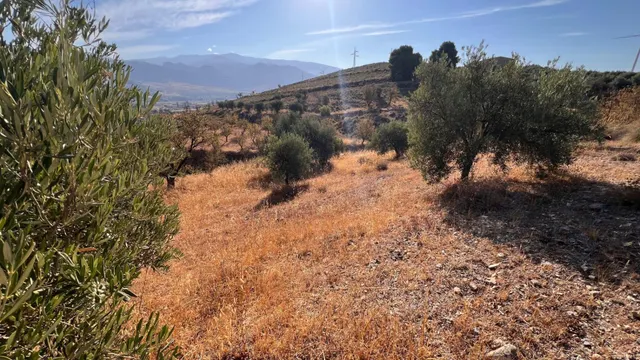 Oportunidad agrícola: Finca rústica de 2.400 m2 con olivos y almendros en producción — 12