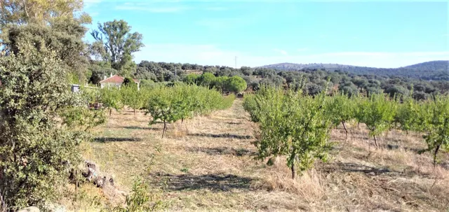 FINCA EN CASTIBLANCO DE LOS ARROYOS, SEVILLA. - foto 4