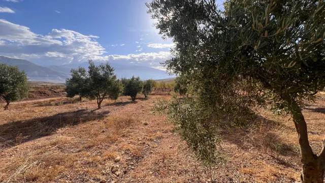 Excelente oportunidad: Finca rústica de 2 hectáreas con 300 olivos Picual — 7