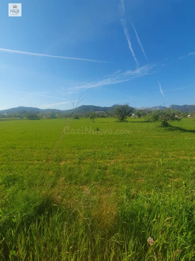 FINCA RÚSTICA EDIFICABLE EN BINISSALEM DE 27.490M2 CON EDIFI - foto 2