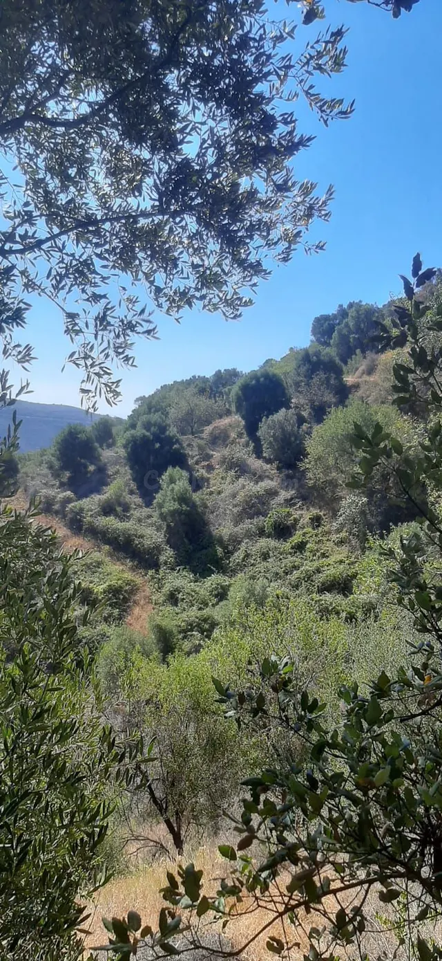 Finca rústica en zona alta de Marbella con vistas y servicios — 2