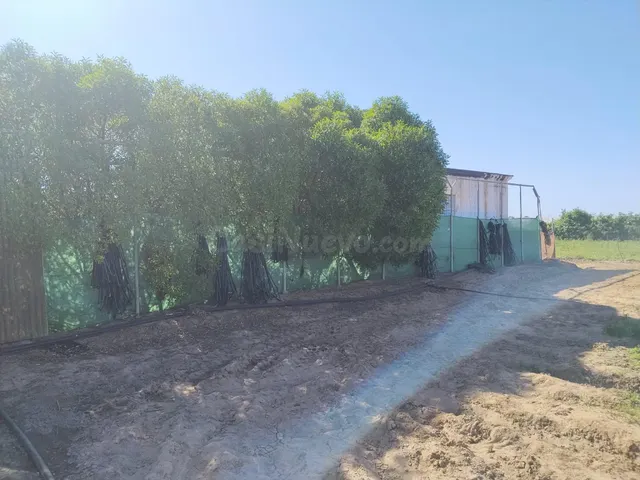 EN PAGO MEDIA NARANJA, EN LA ZONA DEL PINAR, AQUI ES DONDE P - foto 2