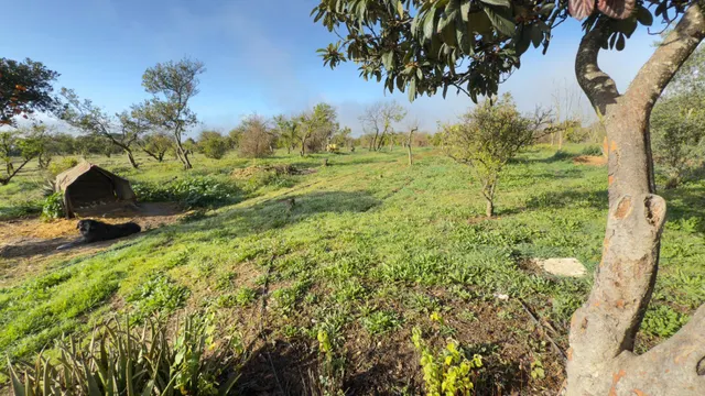 FINCA RUSTICA DE 32.000 M2 EN GIBRALEÓN CON CASA — 11