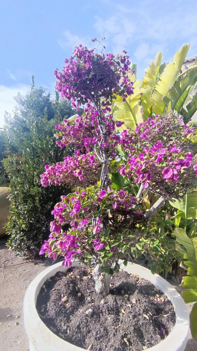 CHALET INDEPENDIENTE DE LUJO ZONA SOL Y LUZ-SAN VICENTE — 8
