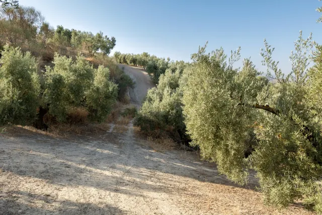 Terreno rural en venta - Alfacar — 31