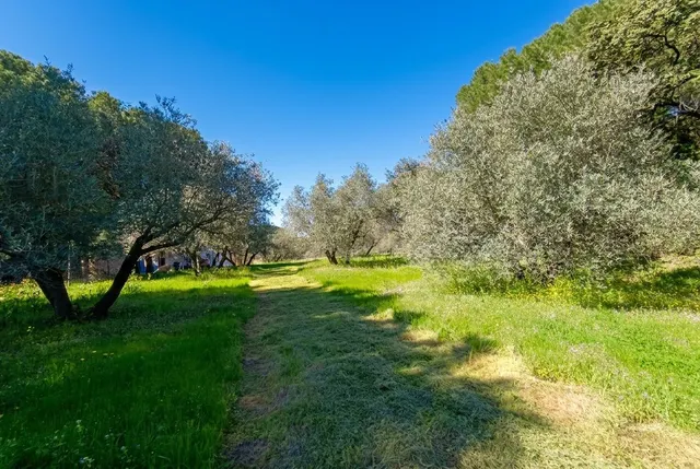 En venta maravillosa finca Rustica de Olivos — 47
