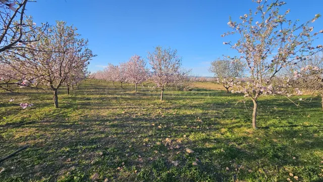Se vende terreno rústico de 6.500 m2 en el término municipal - foto 4