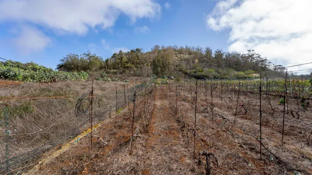 Terreno urbano en Tacoronte. — 34