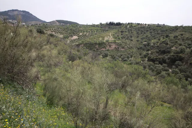 FINCA EN CORTIJO SAN JERÓNIMO (BARTODANO) — 40
