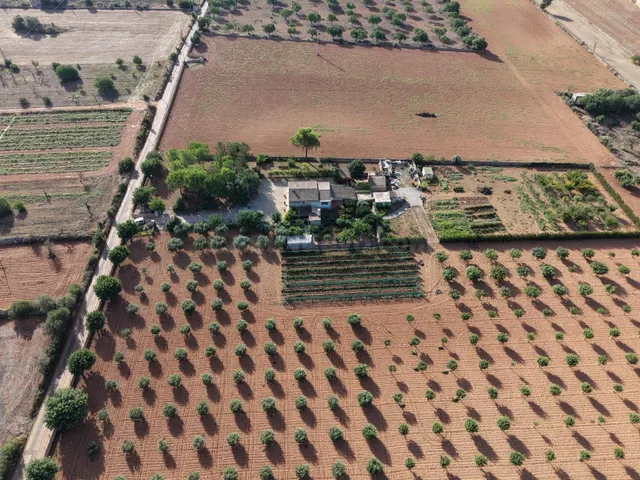 Finca en Son Mesquida: un proyecto de vida en el campo mallorquín — 5