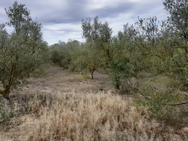 OPORTUNIDAD FINCA RUSTICA DE REGADIO CON CASA DE CAMPO EQUIPADA EN ASCO — 27