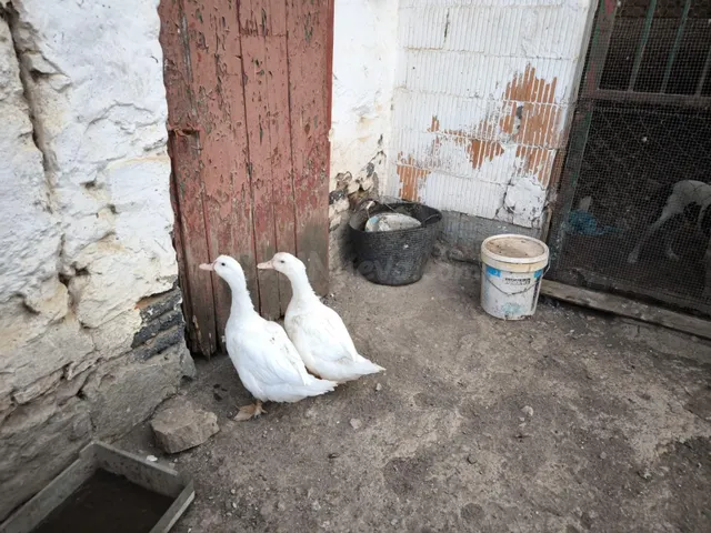Finca Rustica en Peñarroya-Pueblonuevo - foto 5