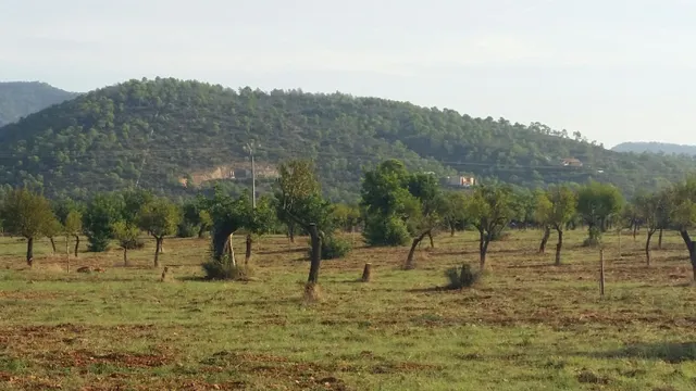 Parcela en bunyola con proyecto de construcción — 8