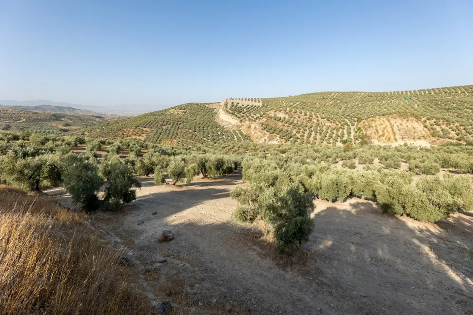 Terreno rural en venta - Alfacar