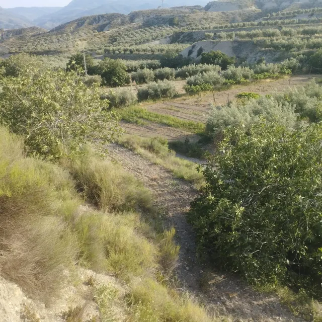 LÚCAR( ALMERÍA ). VENTA DE CORTIJO CON TERRENO. — 11