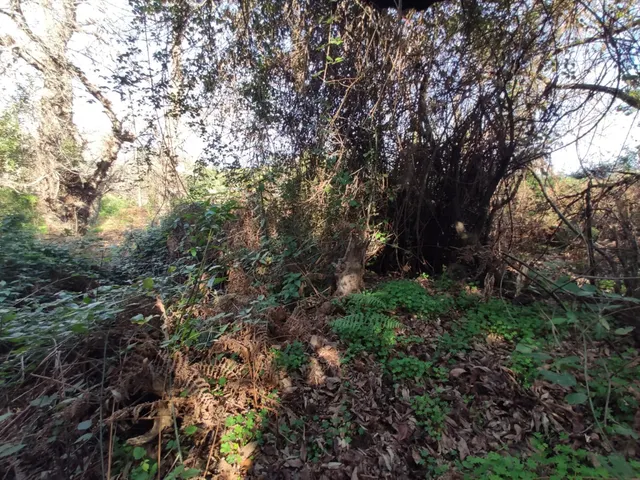 TERRENO EN LA OROTAVA, AGUAMANSA — 7