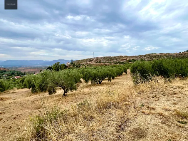 NIVAR - FINCA DE OLIVOS — 22