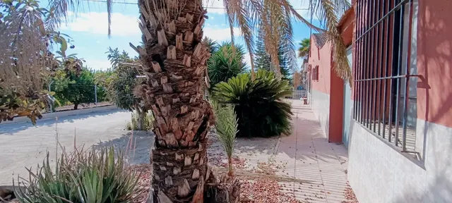 Espléndida Casa de Campo con Piscina en La Hoya, Elche — 35