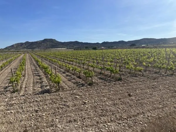 Parcela de terreno — 4