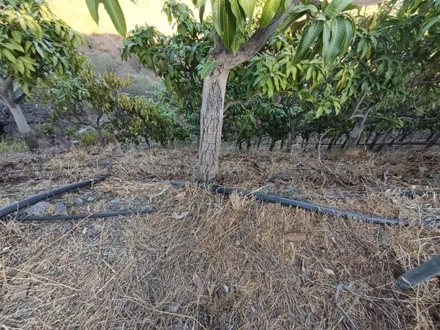 FINCA DE MANGOS EN CANILLAS DE ACEITUNO - foto 5