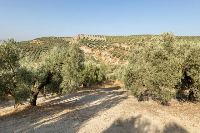 Terreno rural en venta - Alfacar — 30