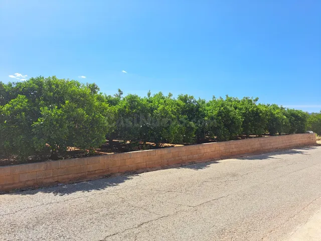 2 terrenos rurales en Carcaixent - Pujada de Maseres - foto 3