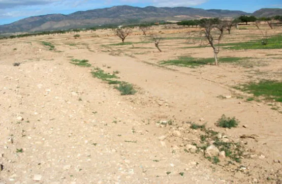Parcela en alquiler - Los Almagros - Los Paganes - El Escoba - foto 3