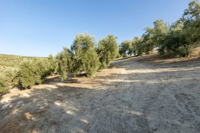 Terreno rural en venta - Alfacar — 10