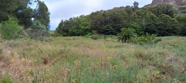 PARCELA TACORONTE 12.119 m2 — 8