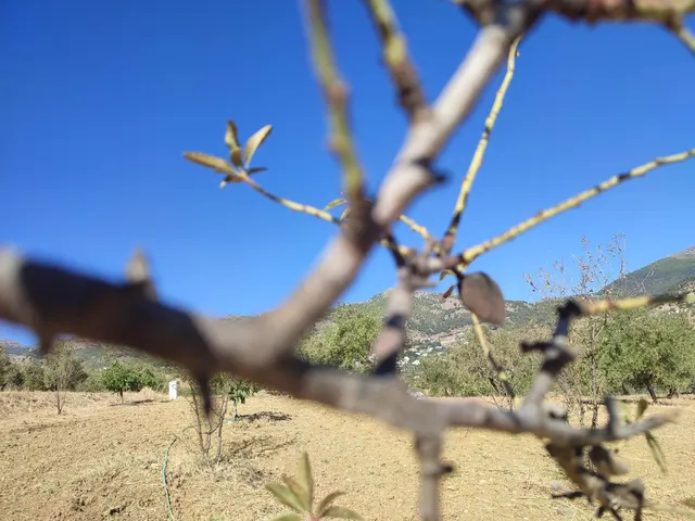 Parcela en venta - South of spain — 7