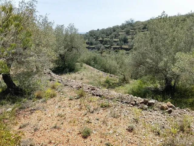 Oportunidad Única: Finca Rústica en L'Aldea por €52,000 - foto 5