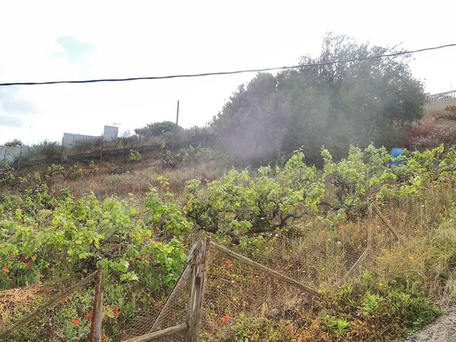 Terreno urbanizable en venta en Bandama, Las Arenillas, Sant - foto 3