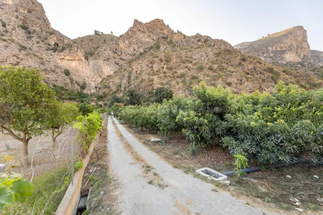 FINCA DE AGUACATES EN VELEZ DE BENAUDALLA - foto 5