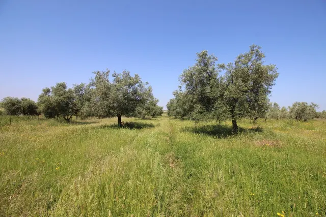 Terreno rural en venta - Alrededores — 6
