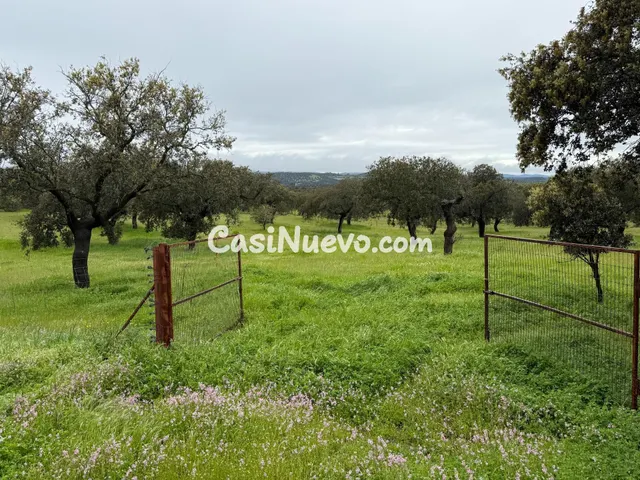 DEHESA EL ALFILEJO – ALCARACEJOS - foto 2
