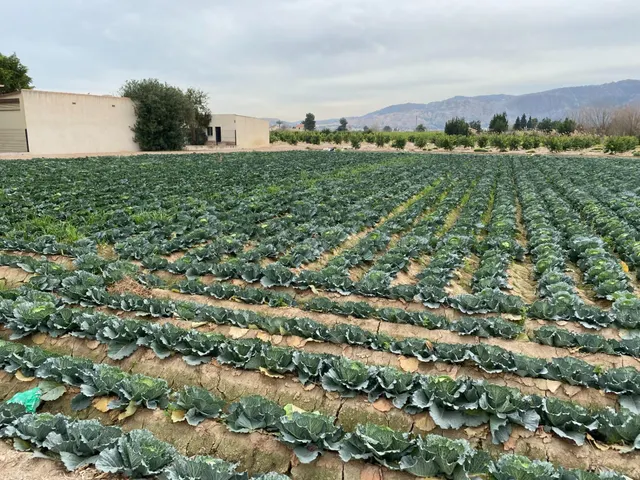 ESPECTACULAR PARCELAS URBANAS EN SANTA CRUZ MURCIA - foto 4