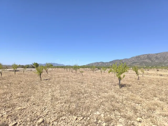 Tierra de ensueño en Monóvar, Alicante - Propiedad ideal par - foto 2