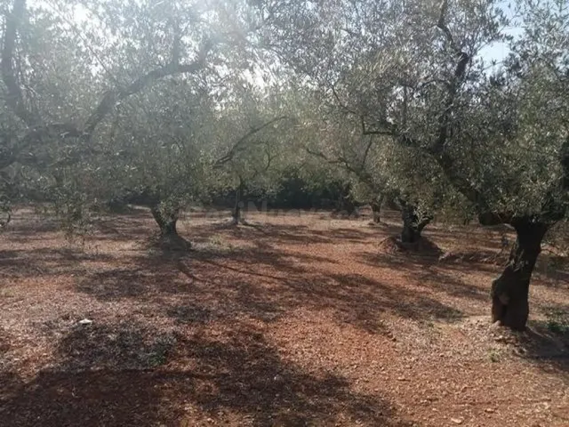 Fantástica finca con casa en la Miliana — 17