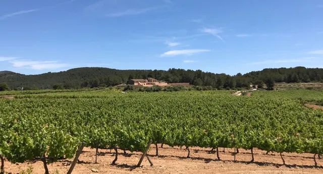 Finca de aprox 67 hectàreas. Con dos casas principales para reformar — 9