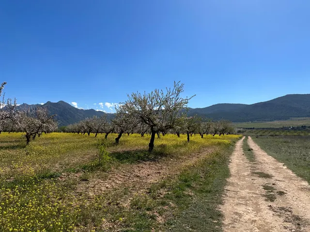 VENTA DE FINCA RUSTICA DE 6,5 HECTAREAS DE ALMENDROS Y ALGUNOS OLIVOS EN DILAR — 20