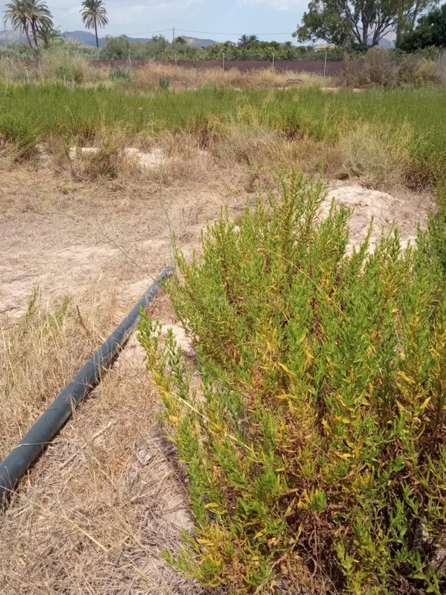 Parcela Rústica de 3.700m2 con Agua de Riego a 4,5 km de Mutxamel y a 9 km de la Playa — 6