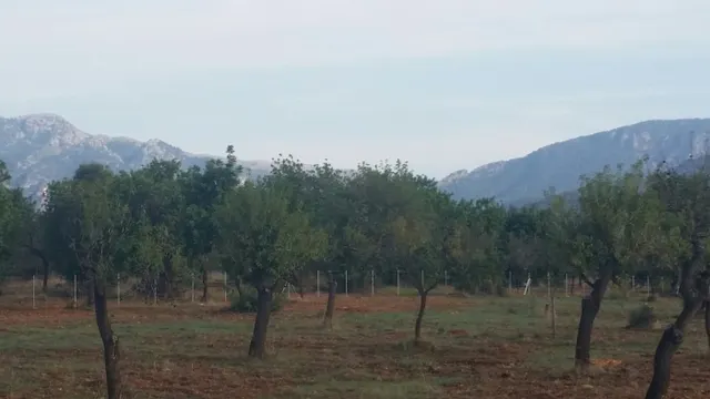 Parcela en bunyola con proyecto de construcción — 11
