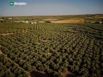 Finca en el término "Los LLanos " en Moraleda de Zafayona a 20 minutos de Granada Capital — 37