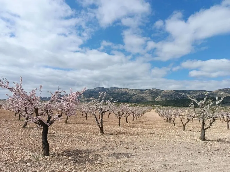 Parcela en venta - Comunidad valenciana