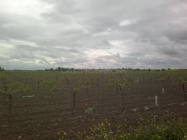FINCA DE 40 HECTAREAS DE VIÑA Y TIERRA - foto 2