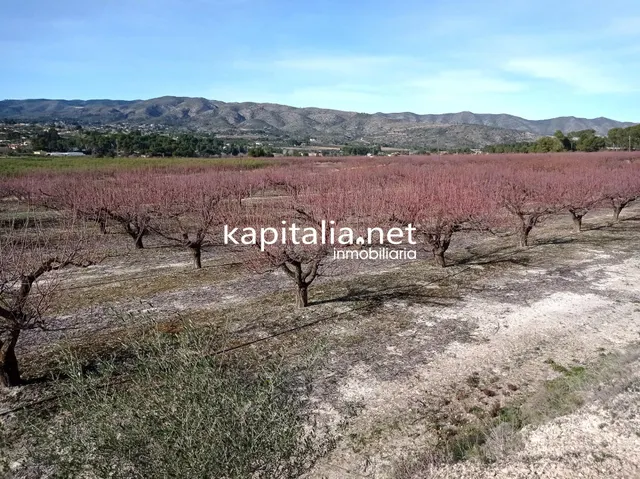 PARCELAS A LA VENTA EN LOS TERMINOS DE ONTINYENT Y AGULLENT, ZONA CALS XOPS Y CAL CANONGE — 4