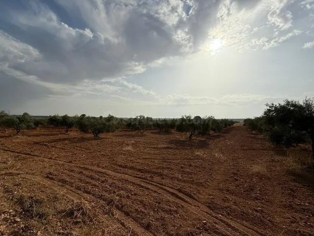 Parcela de Olivar en el término de Carmona!! - foto 2