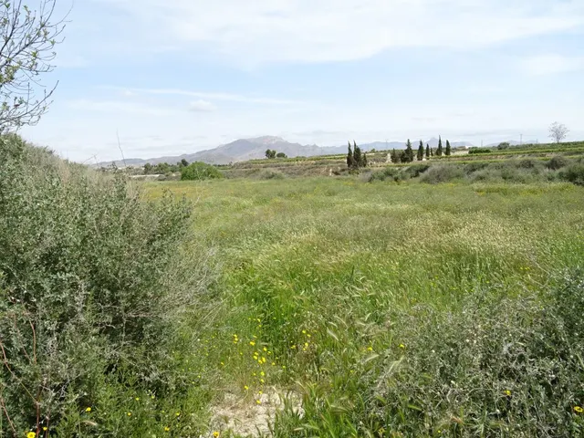 ESPLENDIDA FINCA RUSTICA CON CASA PARA CULTIVAR EN ASPE EN V - foto 3