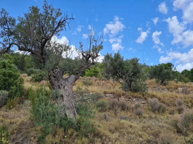 Parcela en Pinoso — 11